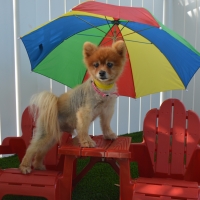 Artificial Lawn Westwood, California Cat Playground, Dog Kennels