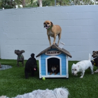 Faux Grass Topanga, California Fake Grass For Dogs, Dogs