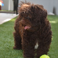 Green Lawn Santa Monica, California Pictures Of Dogs, Dogs Park