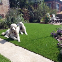 Synthetic Grass Cost Weedpatch, California Dog Park, Front Yard