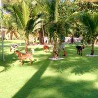 Synthetic Lawn Beaumont, California Indoor Dog Park, Dog Kennels