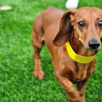 Turf Grass Carlsbad, California Pet Paradise, Dogs