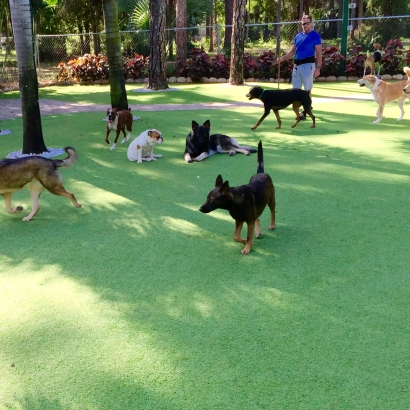 Artificial Grass Woodland Hills, California Cat Playground, Dogs
