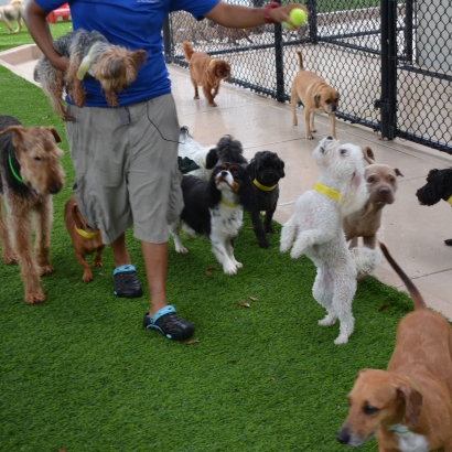 Artificial Lawn La Crescenta-Montrose, California Fake Grass For Dogs, Dogs