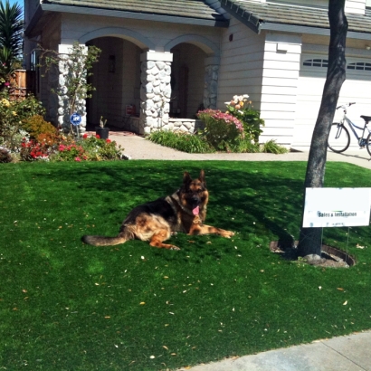 Artificial Turf Cost , Pet Turf, Front Yard Landscaping Ideas