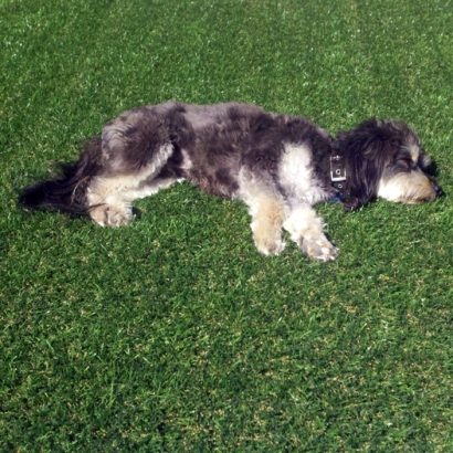 Faux Grass Bellflower, California Indoor Dog Park, Dog Kennels