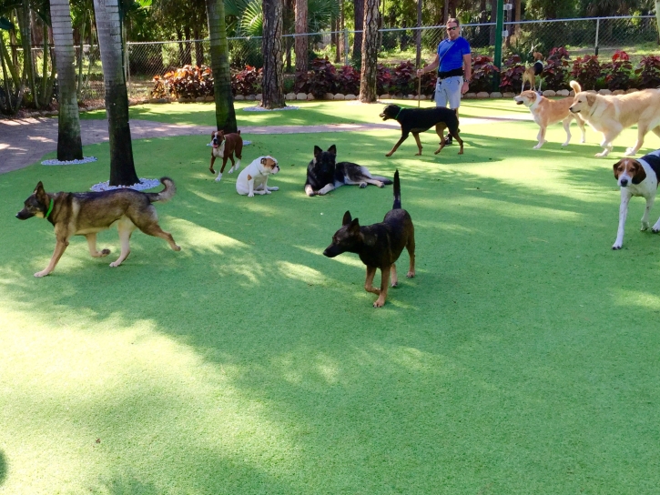 Artificial Grass Woodland Hills, California Cat Playground, Dogs