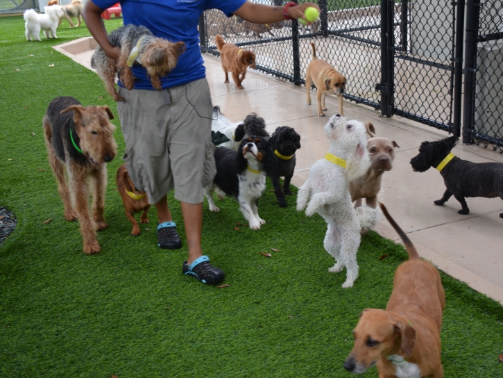 Artificial Lawn La Crescenta-Montrose, California Fake Grass For Dogs, Dogs