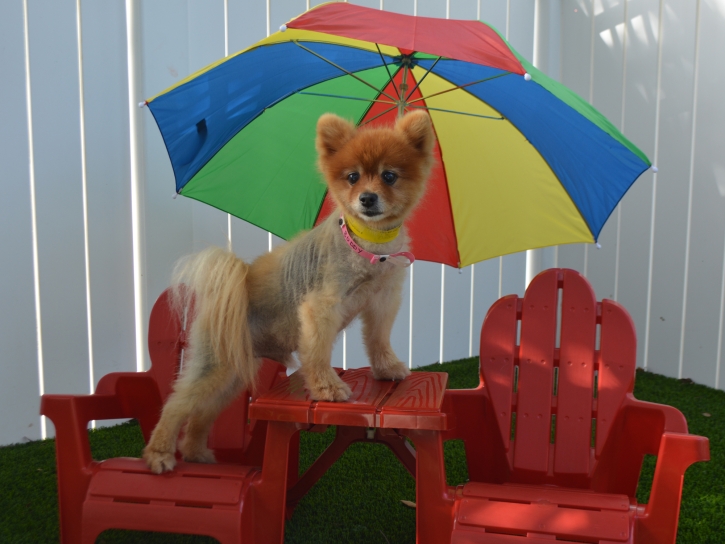 Artificial Lawn Westwood, California Cat Playground, Dog Kennels