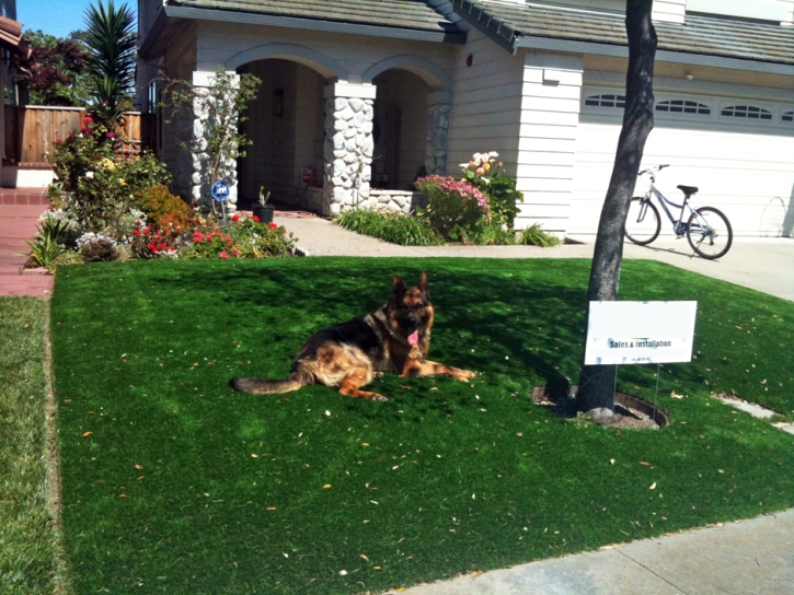 Artificial Turf Cost , Pet Turf, Front Yard Landscaping Ideas