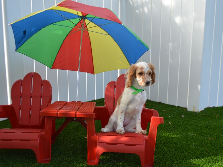 Artificial Turf Installation Encinitas, California Watch Dogs, Dogs Runs