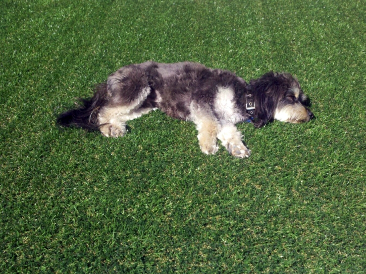 Faux Grass Bellflower, California Indoor Dog Park, Dog Kennels