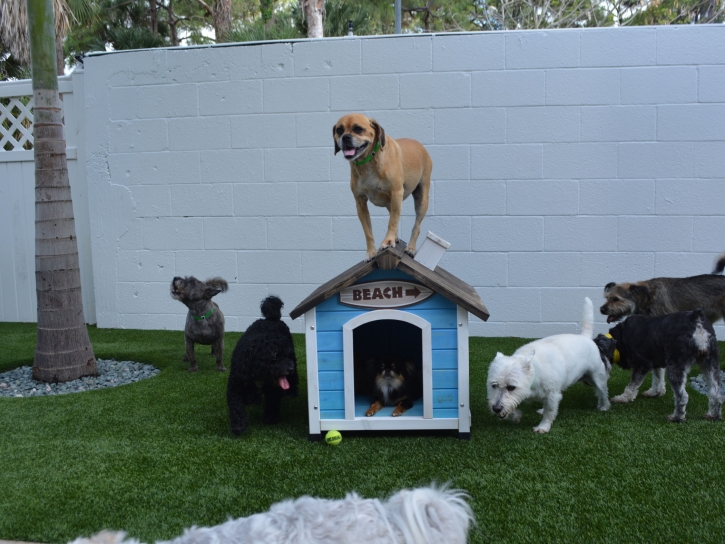 Faux Grass Topanga, California Fake Grass For Dogs, Dogs