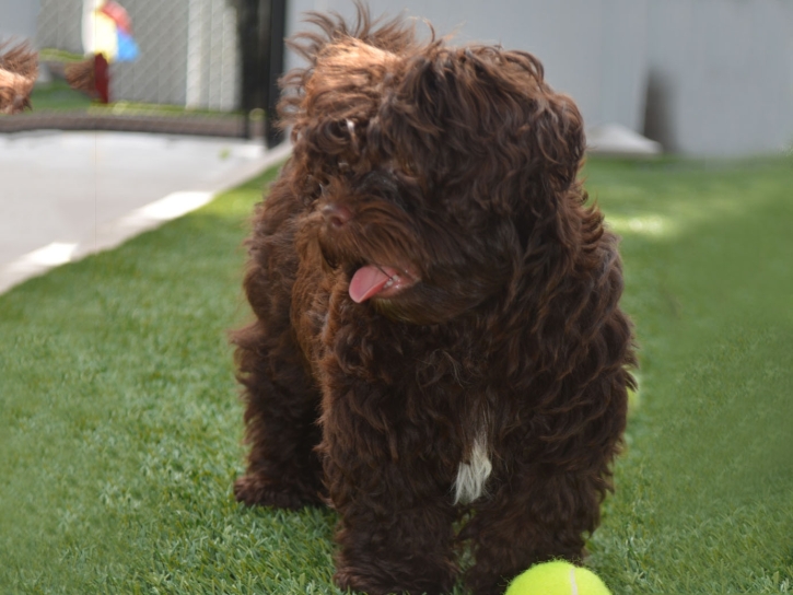 Green Lawn Santa Monica, California Pictures Of Dogs, Dogs Park