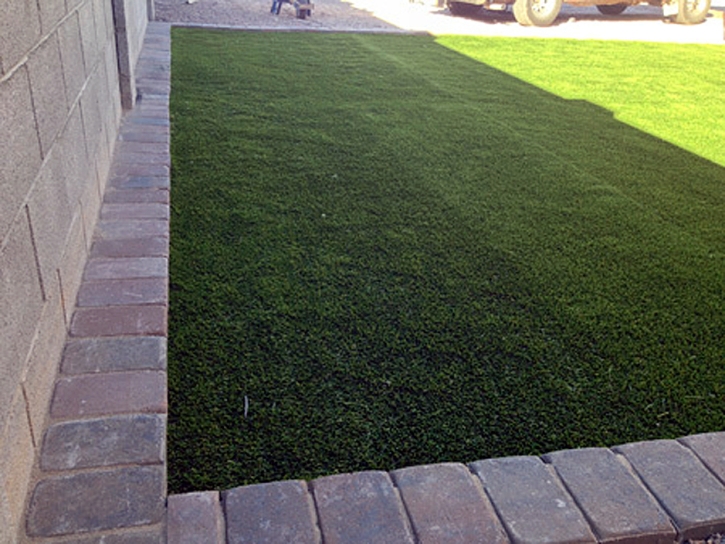 Plastic Grass Citrus, California Dog Hospital, Front Yard Landscaping