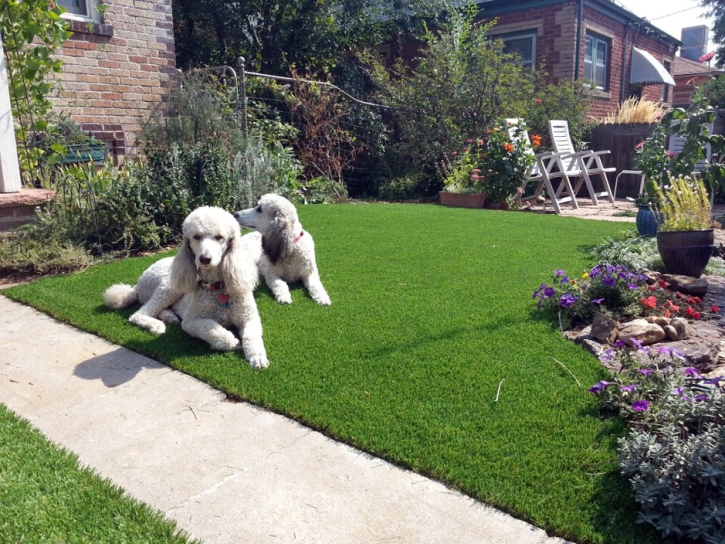 Synthetic Grass Cost Weedpatch, California Dog Park, Front Yard