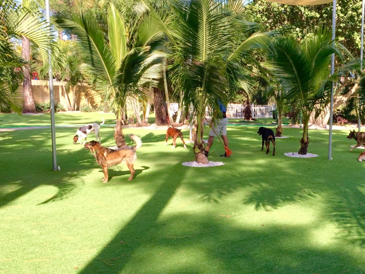 Synthetic Lawn Beaumont, California Indoor Dog Park, Dog Kennels