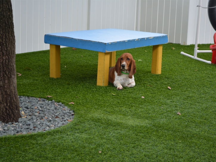 Synthetic Turf Cherry Valley, California Watch Dogs, Dog Kennels