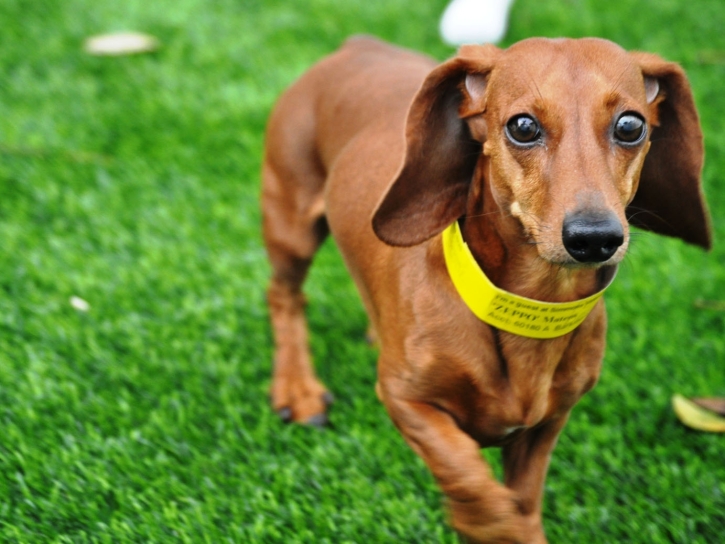 Turf Grass Carlsbad, California Pet Paradise, Dogs